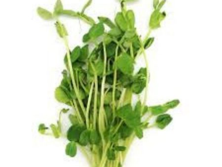 PEA SPROUT For Discount